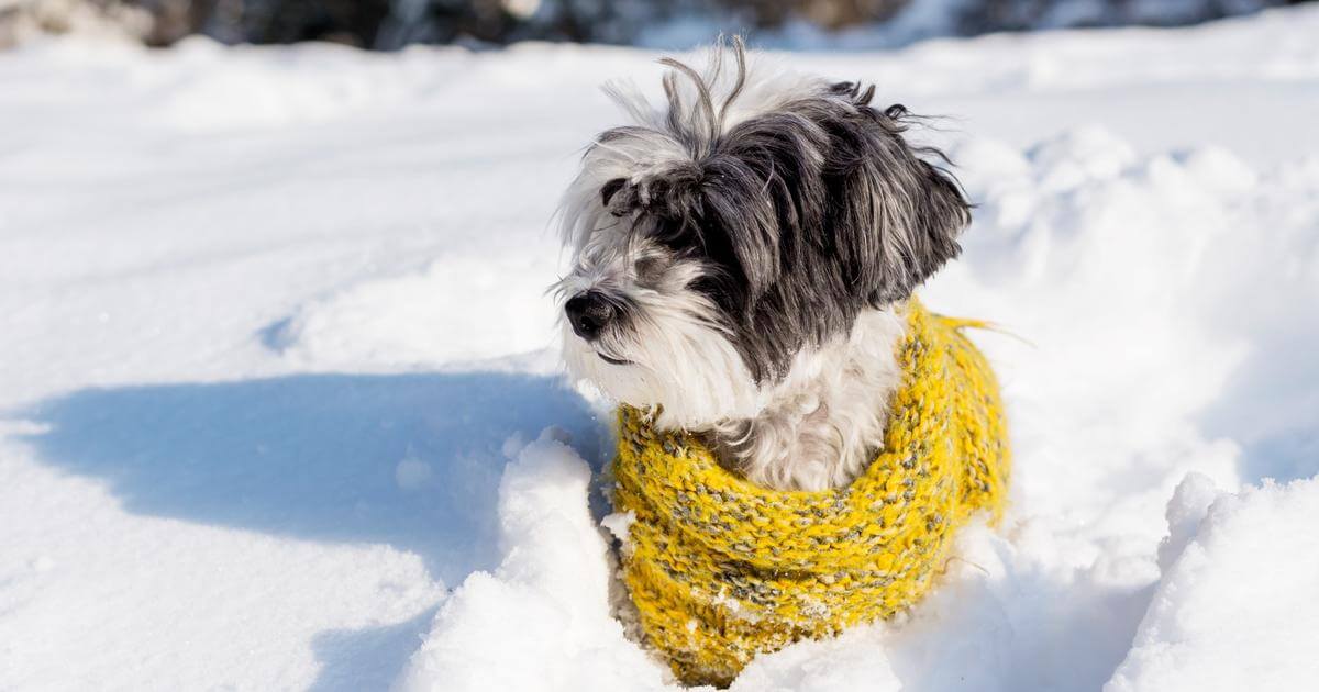 10 tipp kutya sárga sállal blog