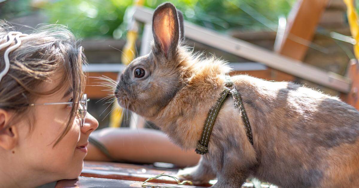 Kit válasszak, melyik kisállat illik hozzám