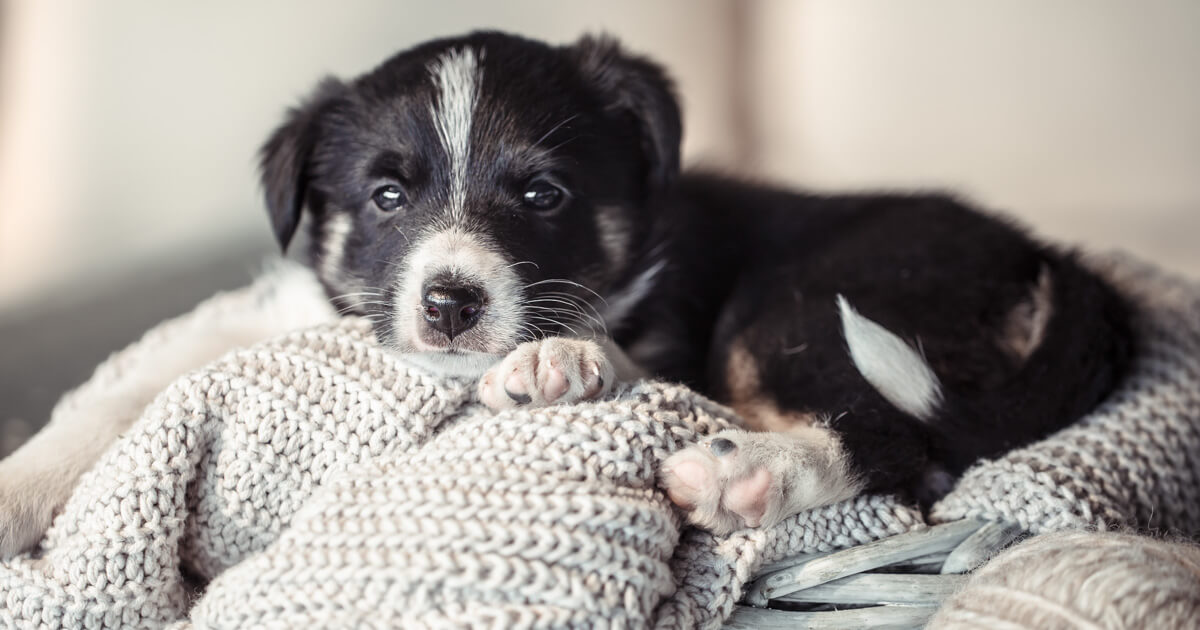 Segítség kölyökkutya érkezett a családba. Pulóver, kiskutya, blog